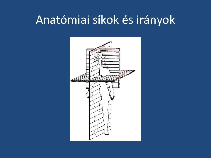 Anatómiai síkok és irányok 