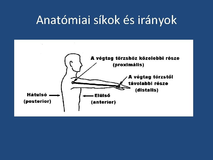 Anatómiai síkok és irányok 