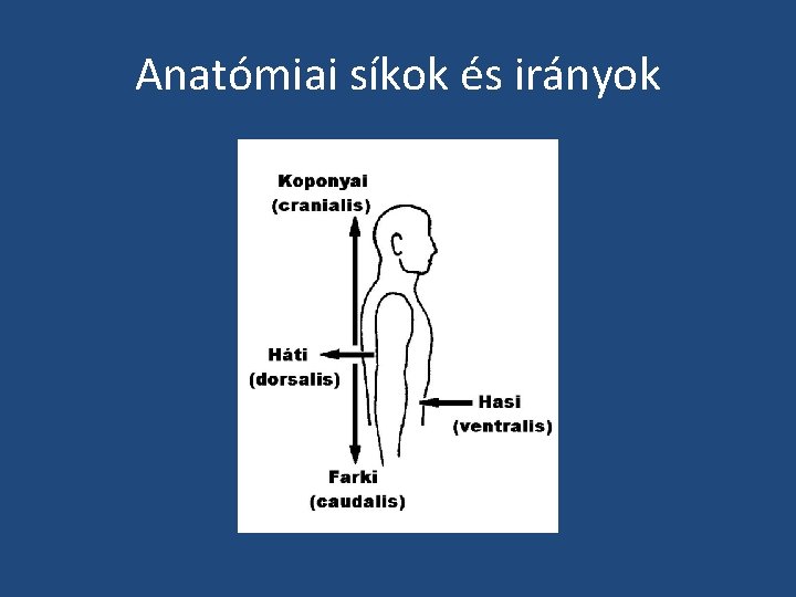 Anatómiai síkok és irányok 