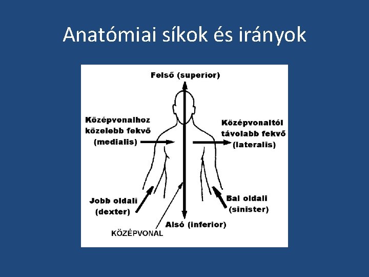 Anatómiai síkok és irányok 