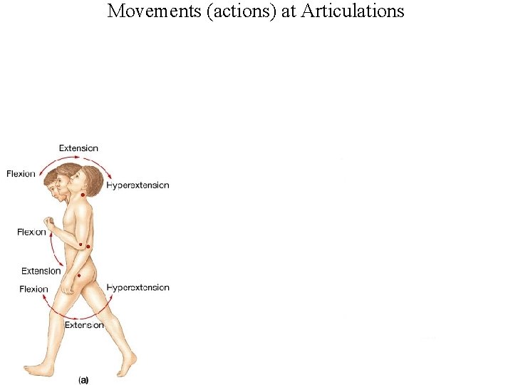 Movements (actions) at Articulations 