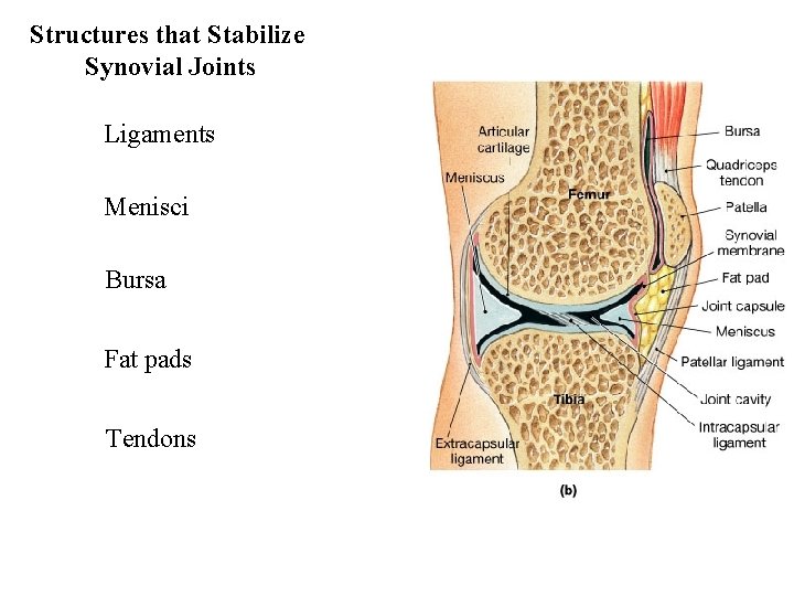 Structures that Stabilize Synovial Joints Ligaments Menisci Bursa Fat pads Tendons 