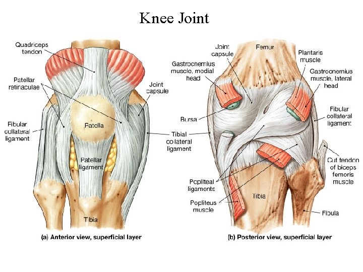 Knee Joint 