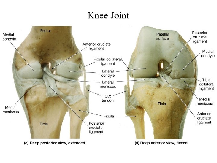 Knee Joint 