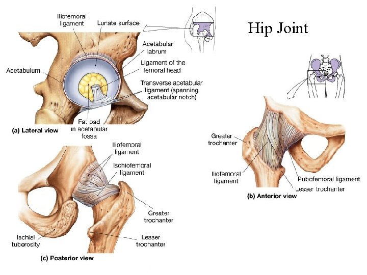 Hip Joint 