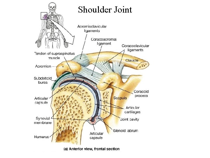Shoulder Joint 