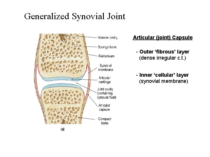 Generalized Synovial Joint Articular (joint) Capsule - Outer ‘fibrous’ layer (dense irregular c. t.