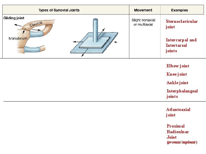 Sternoclavicular joint Intercarpal and Intertarsal joints Elbow joint Knee joint Ankle joint Interphalangeal joints