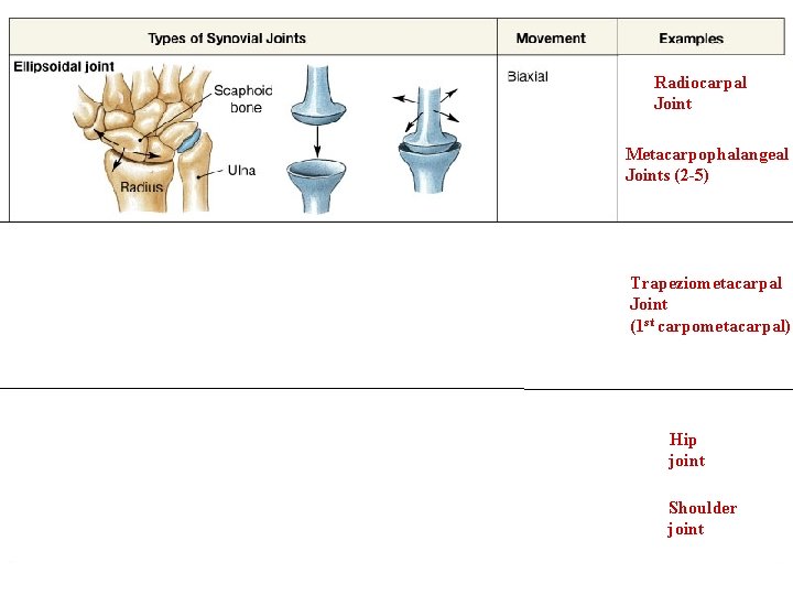Radiocarpal Joint Metacarpophalangeal Joints (2 -5) Trapeziometacarpal Joint (1 st carpometacarpal) Hip joint Shoulder