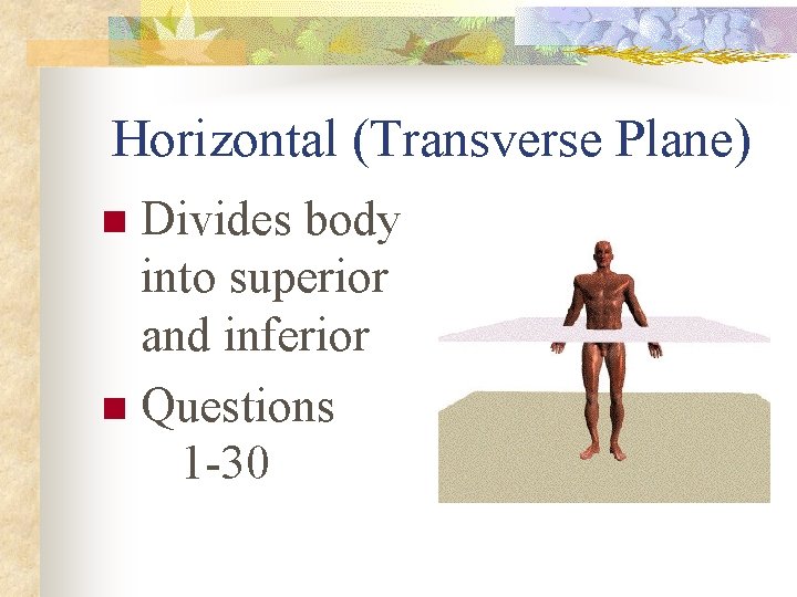 Horizontal (Transverse Plane) Divides body into superior and inferior n Questions 1 -30 n