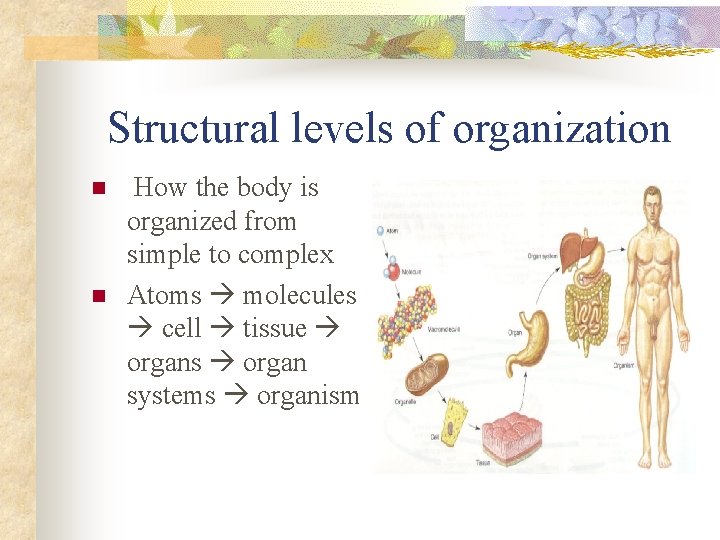 Structural levels of organization n n How the body is organized from simple to