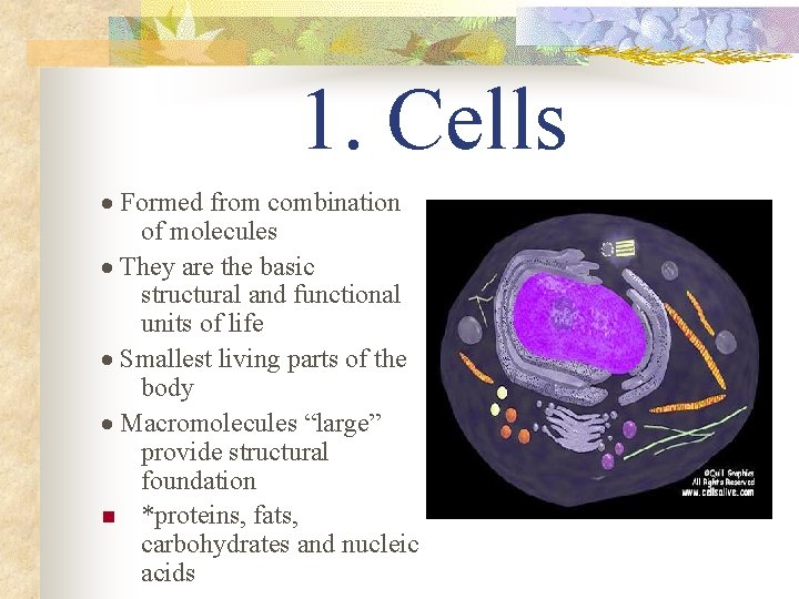 1. Cells · Formed from combination of molecules · They are the basic structural