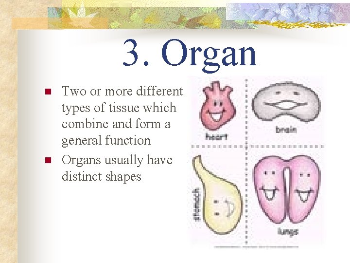3. Organ n n Two or more different types of tissue which combine and