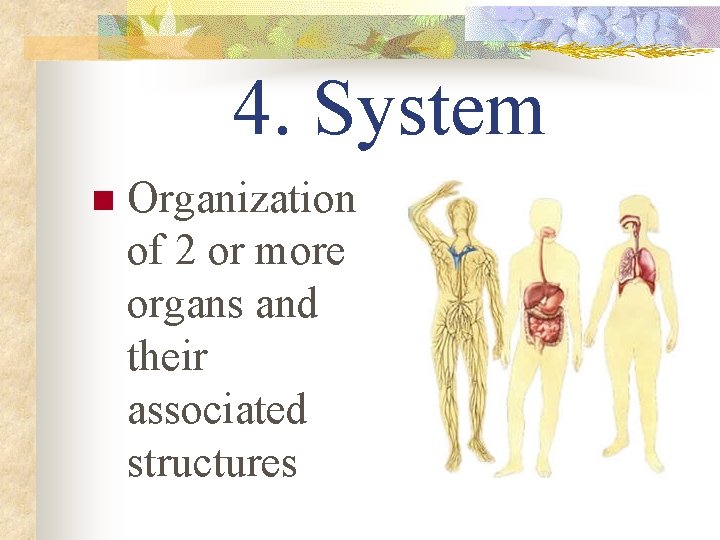 4. System n Organization of 2 or more organs and their associated structures 