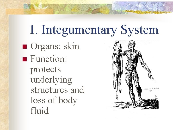 1. Integumentary System n n Organs: skin Function: protects underlying structures and loss of