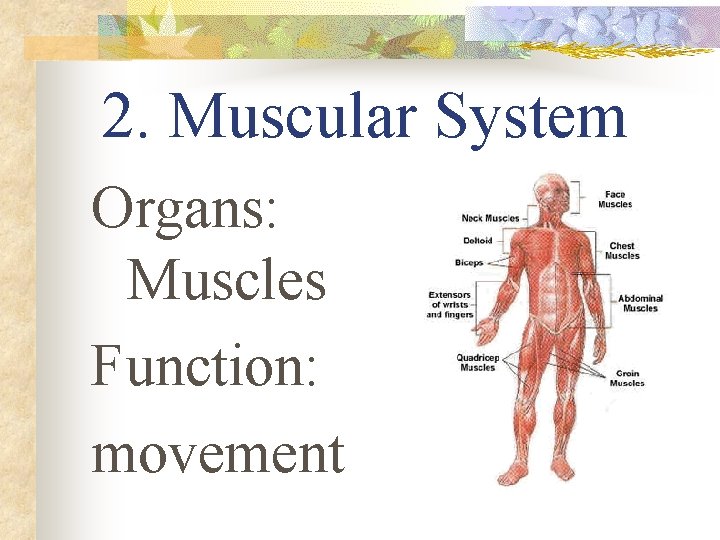 2. Muscular System Organs: Muscles Function: movement 
