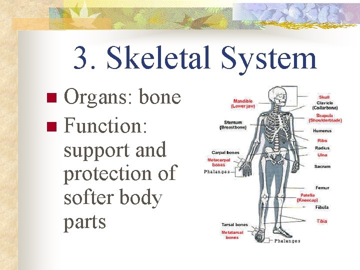3. Skeletal System Organs: bone n Function: support and protection of softer body parts