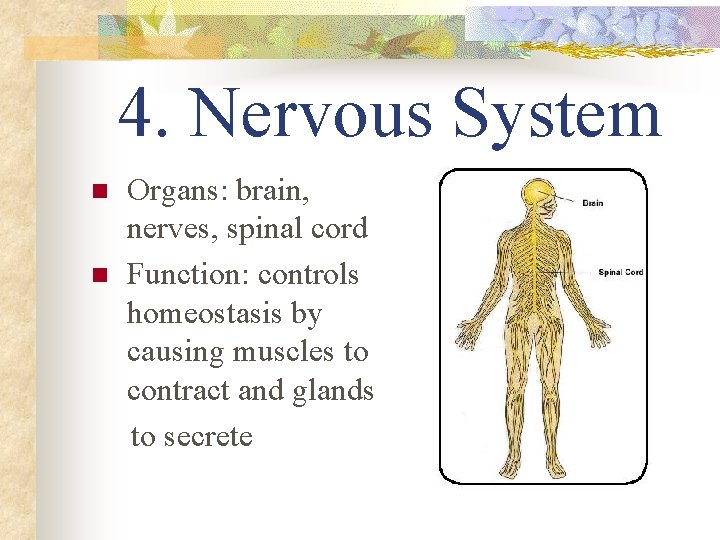4. Nervous System n n Organs: brain, nerves, spinal cord Function: controls homeostasis by