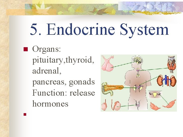 5. Endocrine System n n Organs: pituitary, thyroid, adrenal, pancreas, gonads Function: release hormones