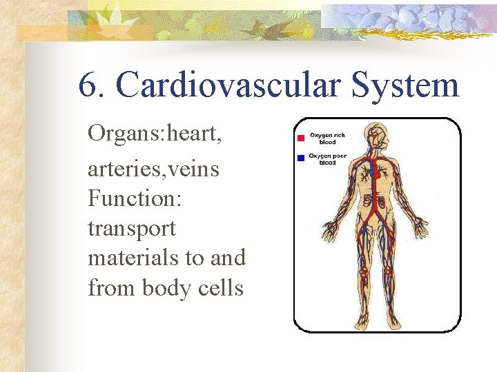 6. Cardiovascular System Organs: heart, arteries, veins Function: transport materials to and from body