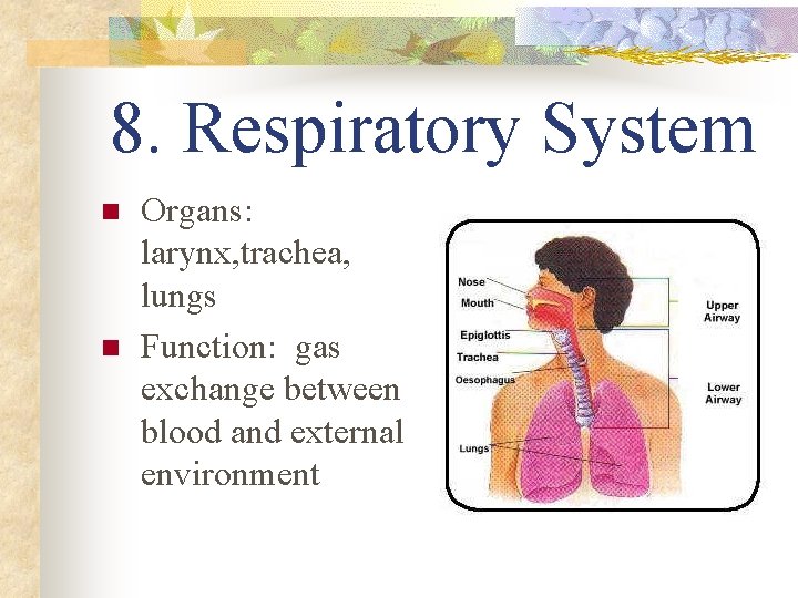 8. Respiratory System n n Organs: larynx, trachea, lungs Function: gas exchange between blood