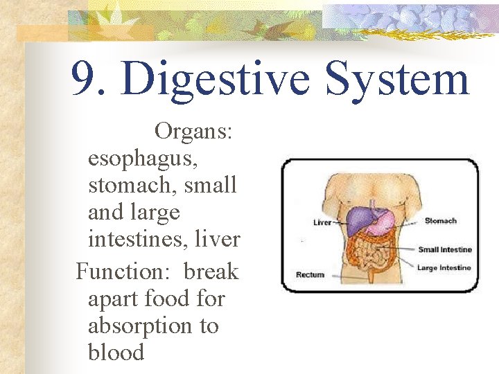 9. Digestive System Organs: esophagus, stomach, small and large intestines, liver Function: break apart