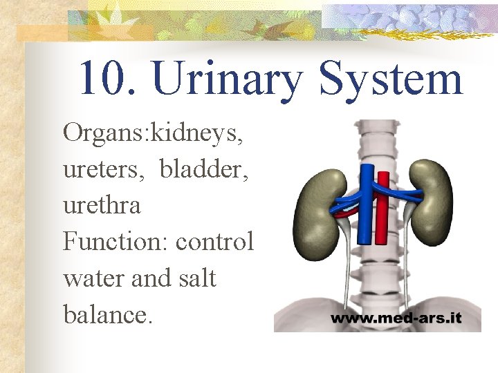 10. Urinary System Organs: kidneys, ureters, bladder, urethra Function: control water and salt balance.