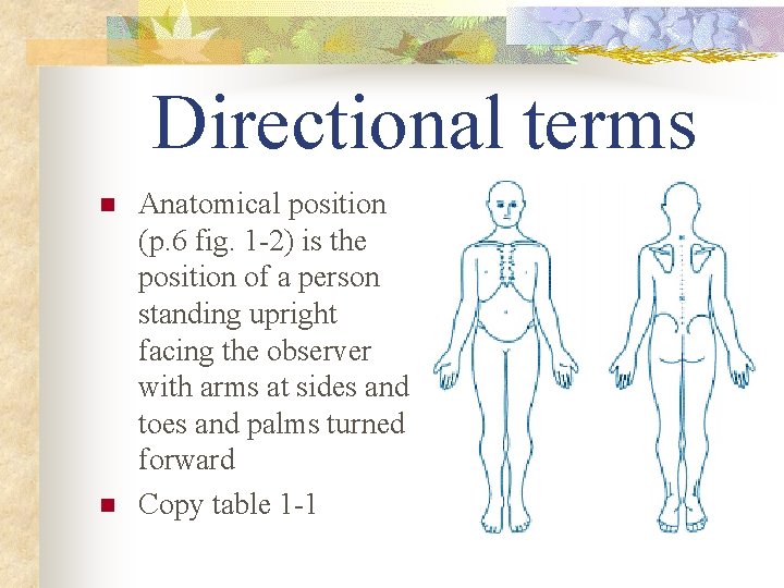 Directional terms n n Anatomical position (p. 6 fig. 1 -2) is the position