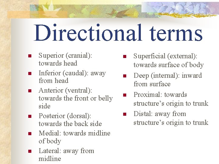 Directional terms n n n Superior (cranial): towards head Inferior (caudal): away from head