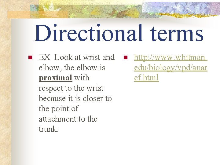 Directional terms n EX. Look at wrist and elbow, the elbow is proximal with