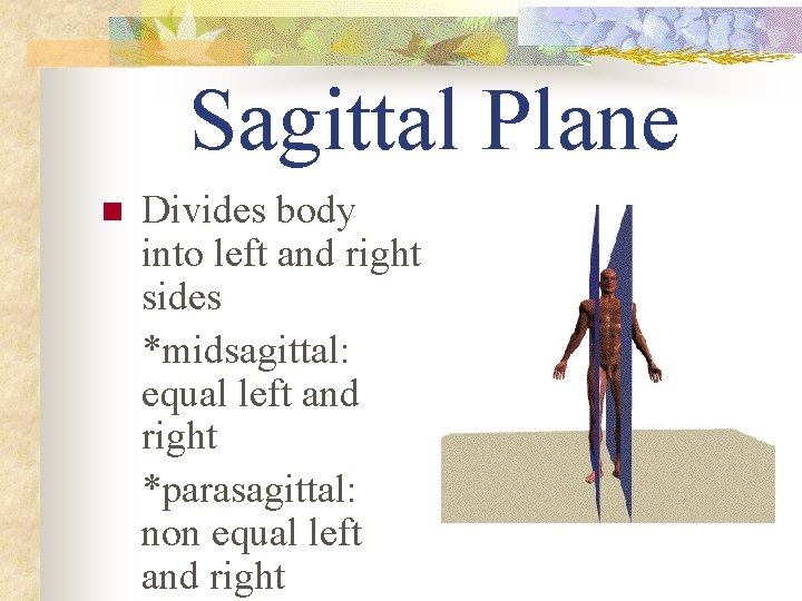 Sagittal Plane n Divides body into left and right sides *midsagittal: equal left and