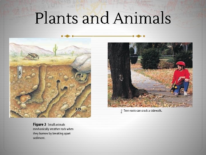 Plants and Animals 