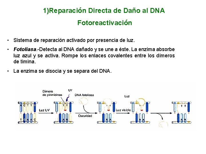 1)Reparación Directa de Daño al DNA Fotoreactivación • Sistema de reparación activado por presencia