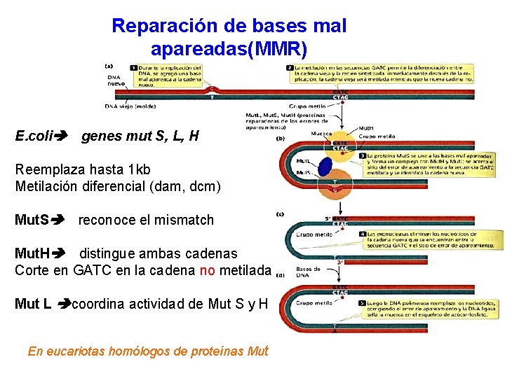 Reparación de bases mal apareadas(MMR) E. coli genes mut S, L, H Reemplaza hasta