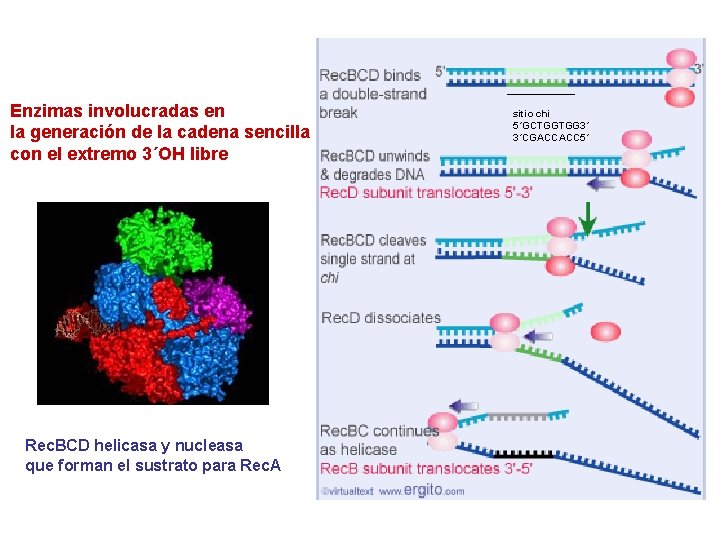 Enzimas involucradas en la generación de la cadena sencilla con el extremo 3´OH libre