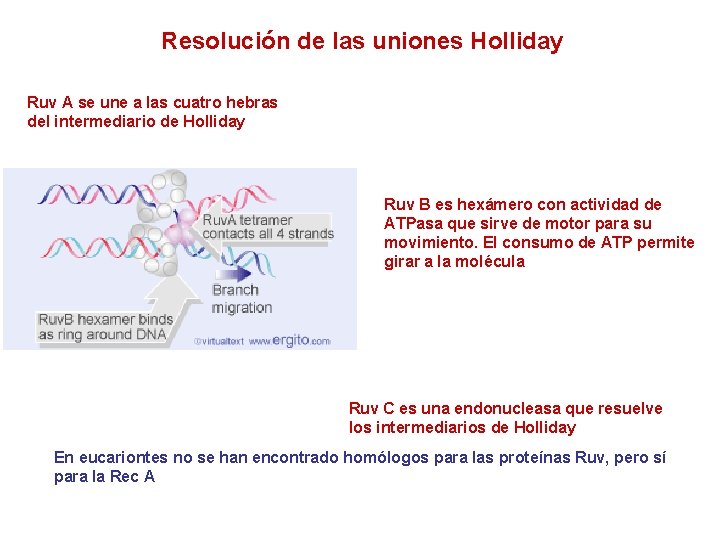 Resolución de las uniones Holliday Ruv A se une a las cuatro hebras del