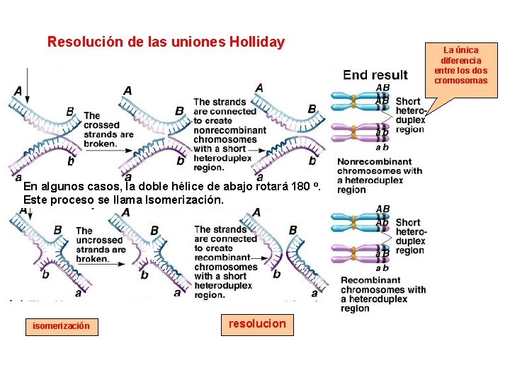 Resolución de las uniones Holliday En algunos casos, la doble hélice de abajo rotará