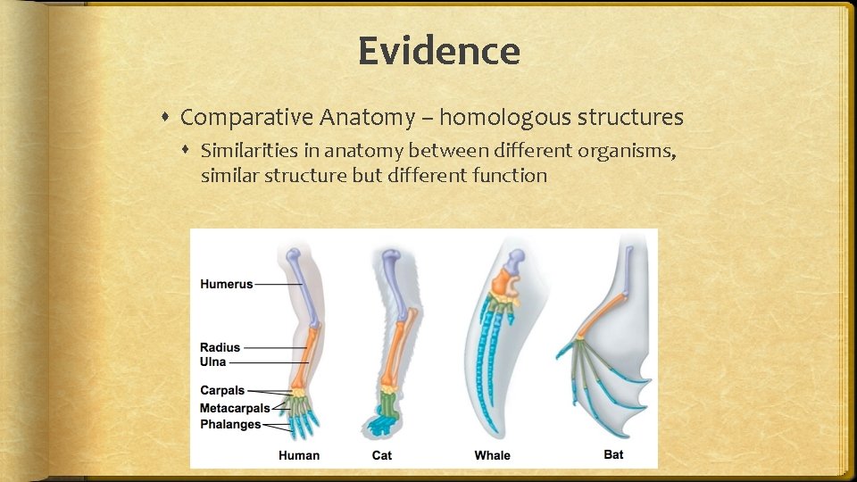 Evidence Comparative Anatomy – homologous structures Similarities in anatomy between different organisms, similar structure