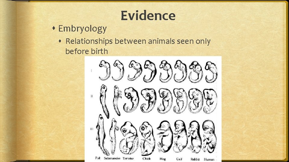  Embryology Evidence Relationships between animals seen only before birth 