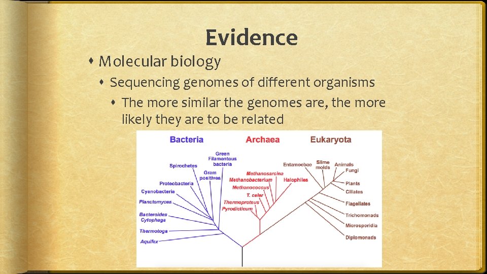 Evidence Molecular biology Sequencing genomes of different organisms The more similar the genomes are,