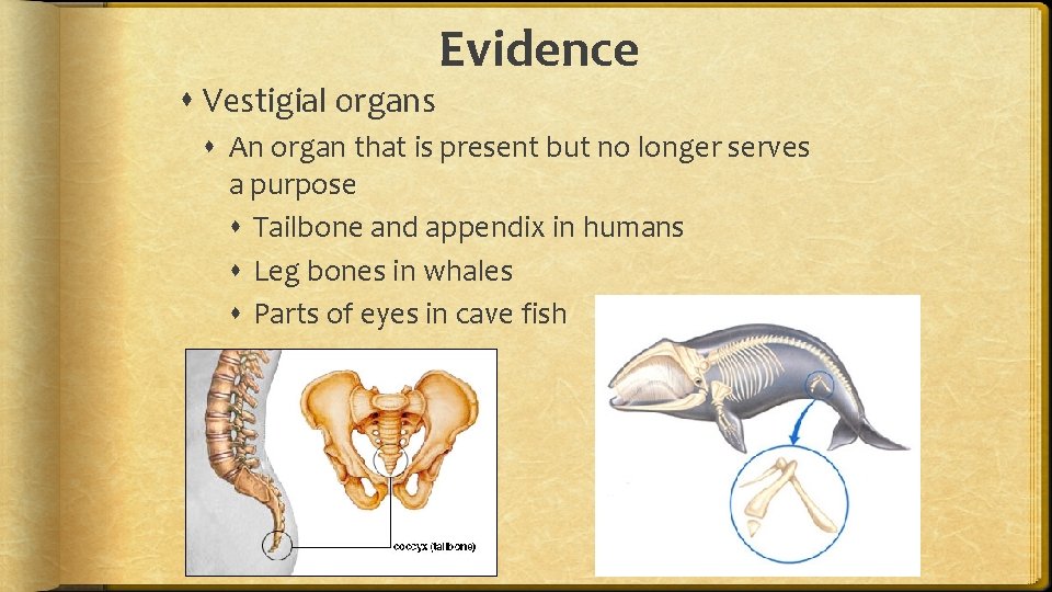  Vestigial organs Evidence An organ that is present but no longer serves a