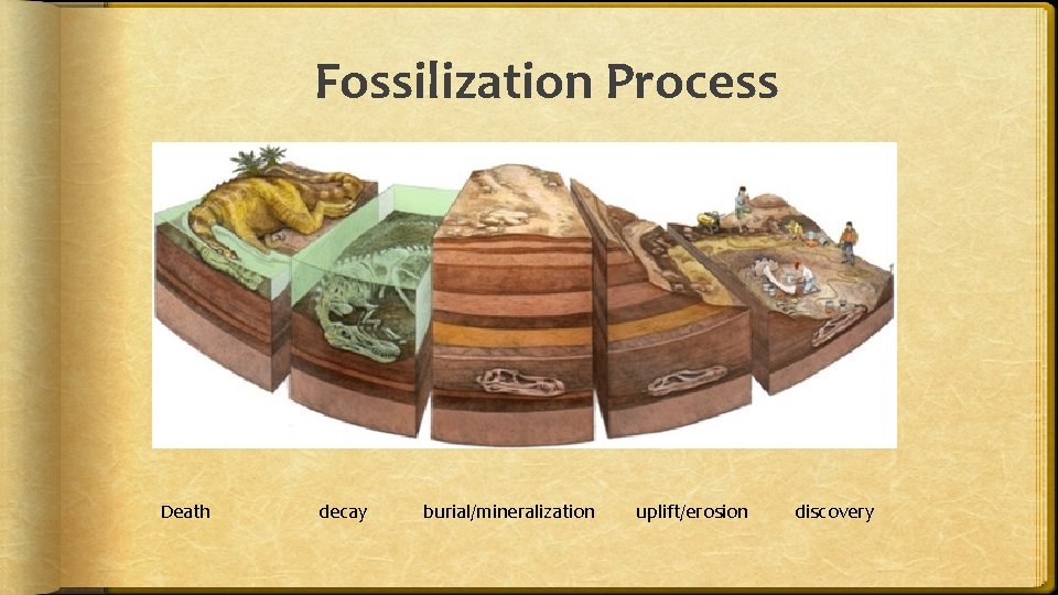 Fossilization Process Death decay burial/mineralization uplift/erosion discovery 