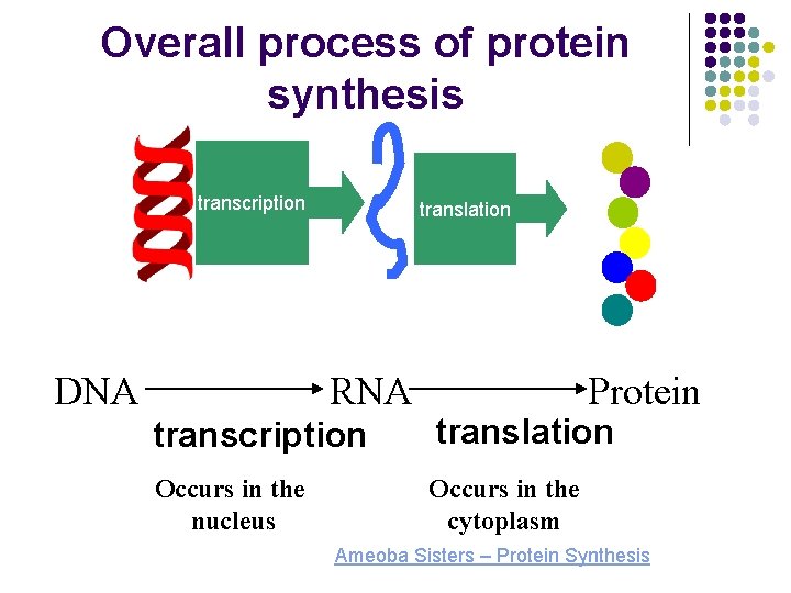 Overall process of protein synthesis transcription DNA translation RNA Protein transcription translation Occurs in