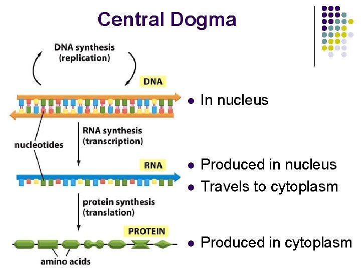 Central Dogma l In nucleus l l Produced in nucleus Travels to cytoplasm l