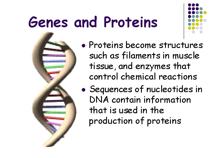 Genes and Proteins l l Proteins become structures such as filaments in muscle tissue,