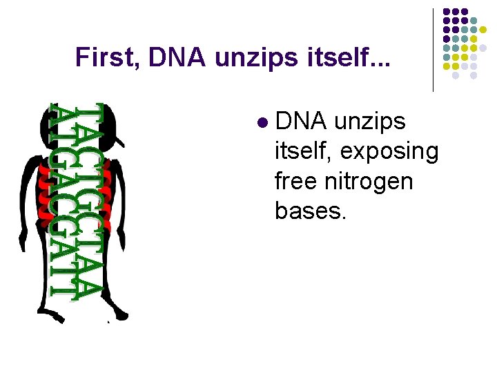 First, DNA unzips itself. . . l DNA unzips itself, exposing free nitrogen bases.