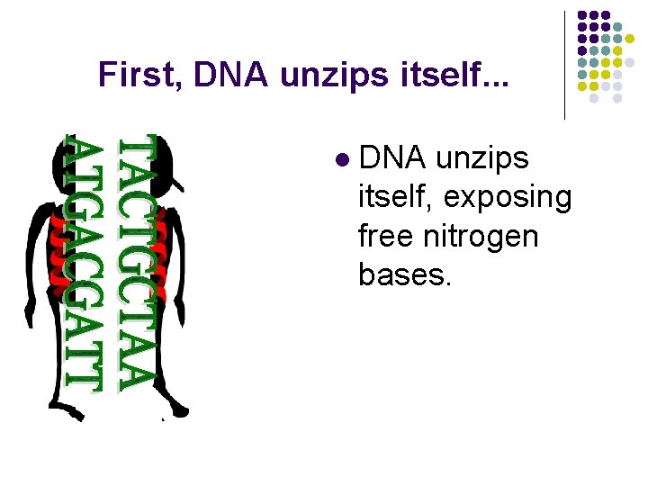 First, DNA unzips itself. . . l DNA unzips itself, exposing free nitrogen bases.