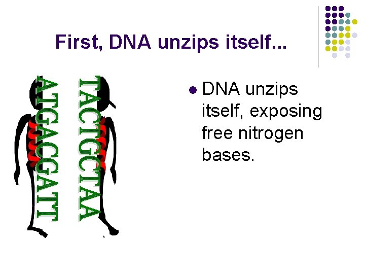 First, DNA unzips itself. . . l DNA unzips itself, exposing free nitrogen bases.