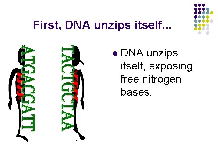 First, DNA unzips itself. . . l DNA unzips itself, exposing free nitrogen bases.