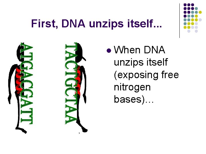 First, DNA unzips itself. . . l When DNA unzips itself (exposing free nitrogen